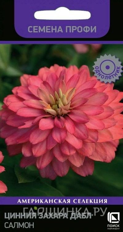 Цинния Захара Дабл Салмон 5, Поиск