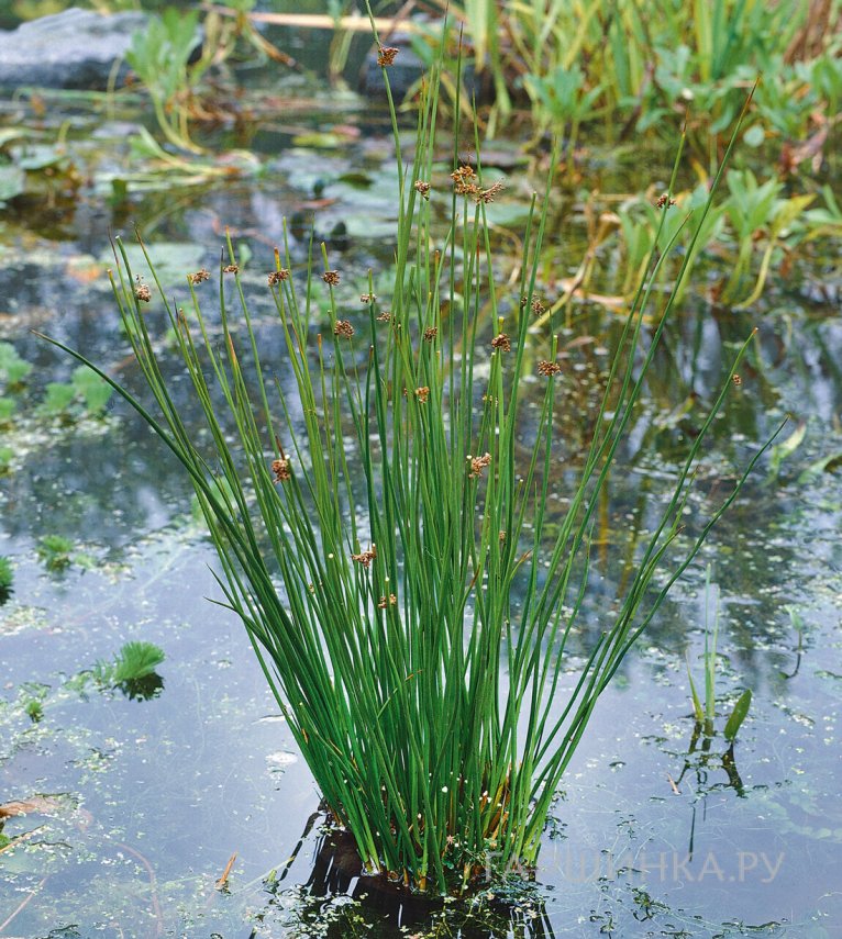 Ситник развесистый