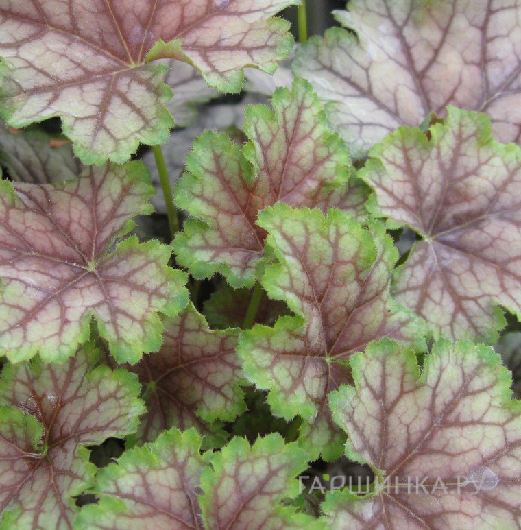 Гейхера Биркин