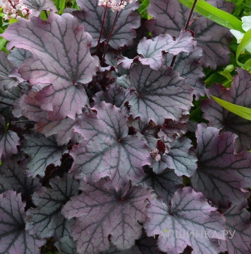 Гейхерелла Индиго Фрост