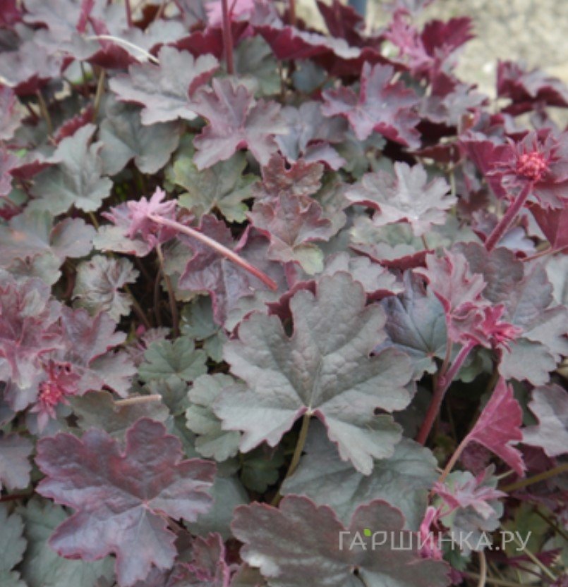 Гейхера Хэппи Девил