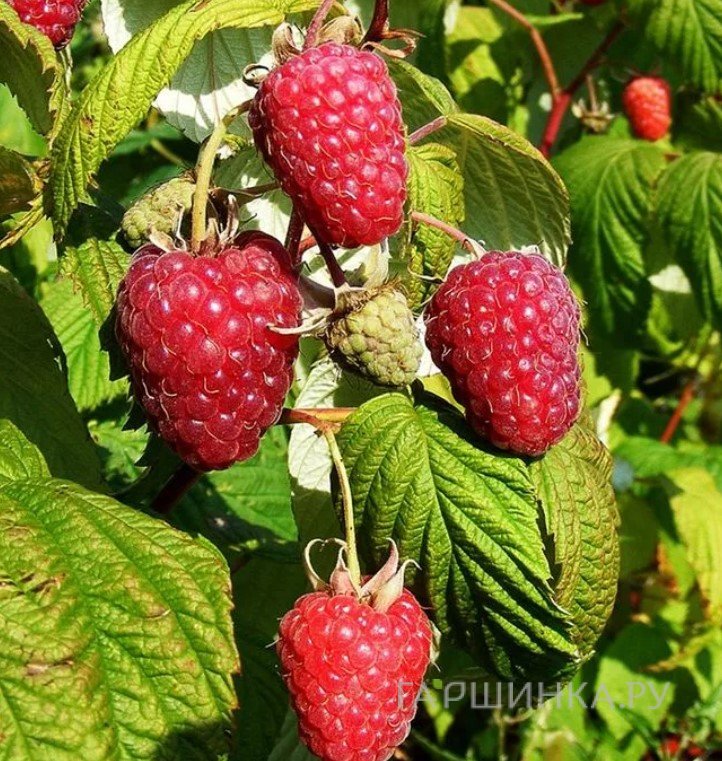 Малина Полька ремонтантная