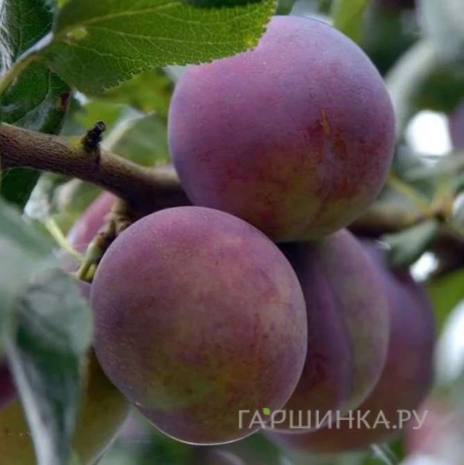 Слива Конфетная