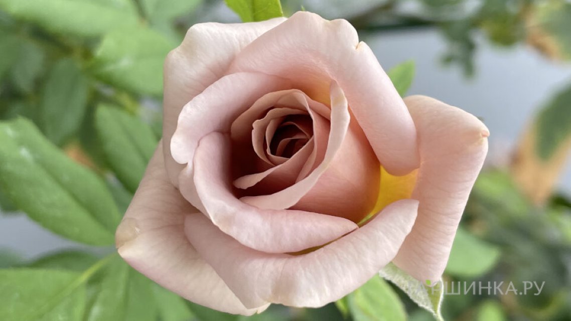 Роза Коко Локо флорибунда