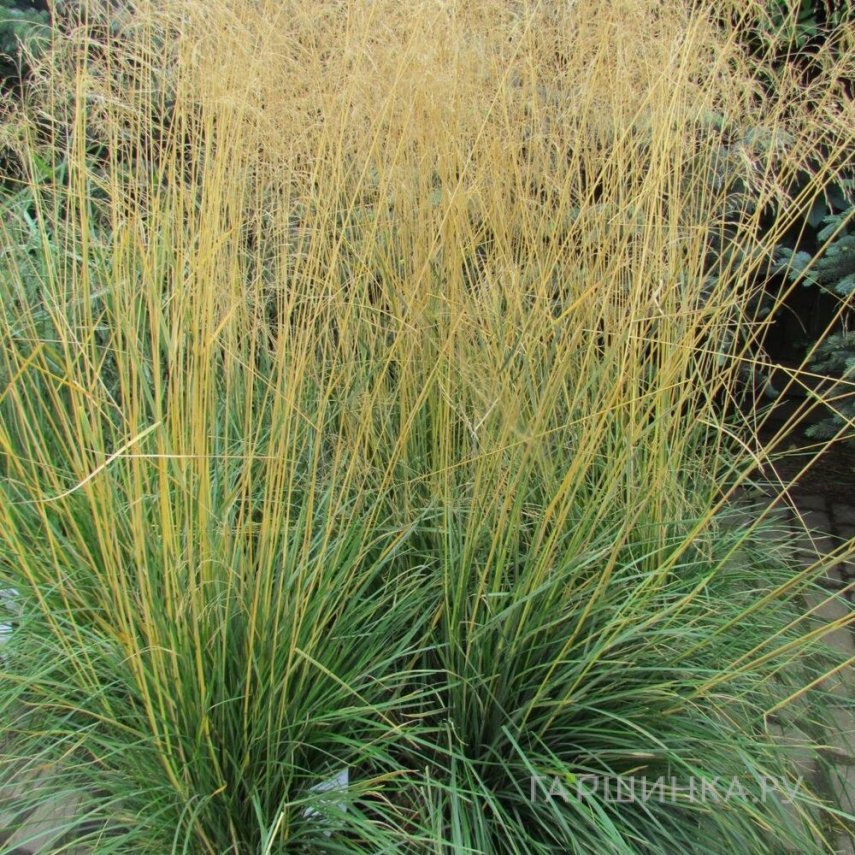 Луговик (Щучка) Тардифлора