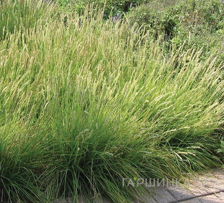 Луговик (Щучка) Палава