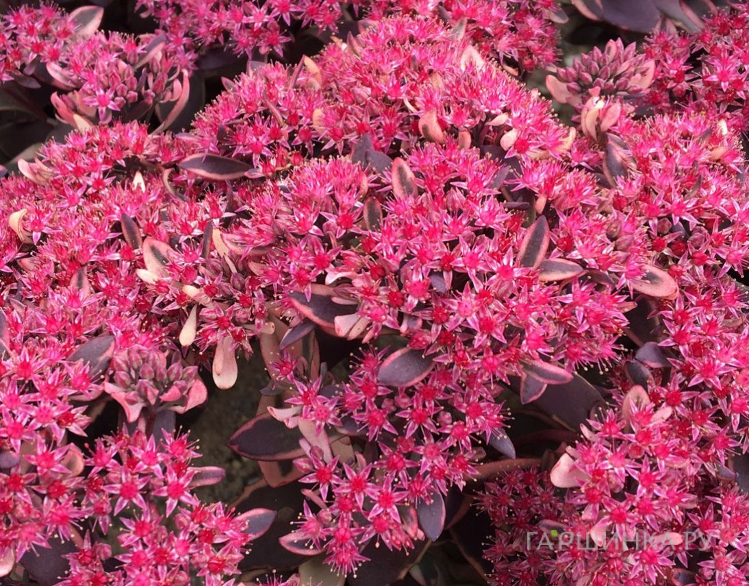 Очиток (седум) Санспарклер Плам Дазлд