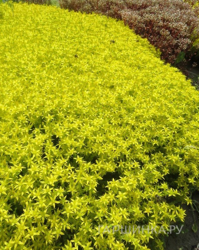 Очиток (седум) Едкий Ауреа