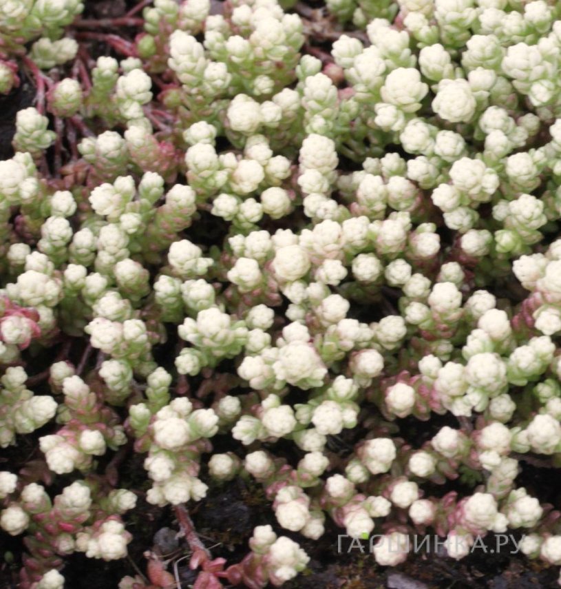 Очиток (седум) Едкий Вариегата