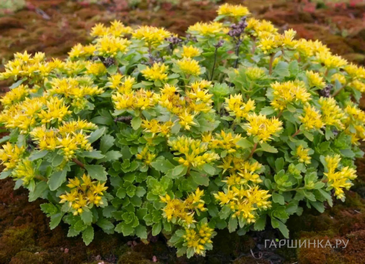 Очиток (седум) Камчатский