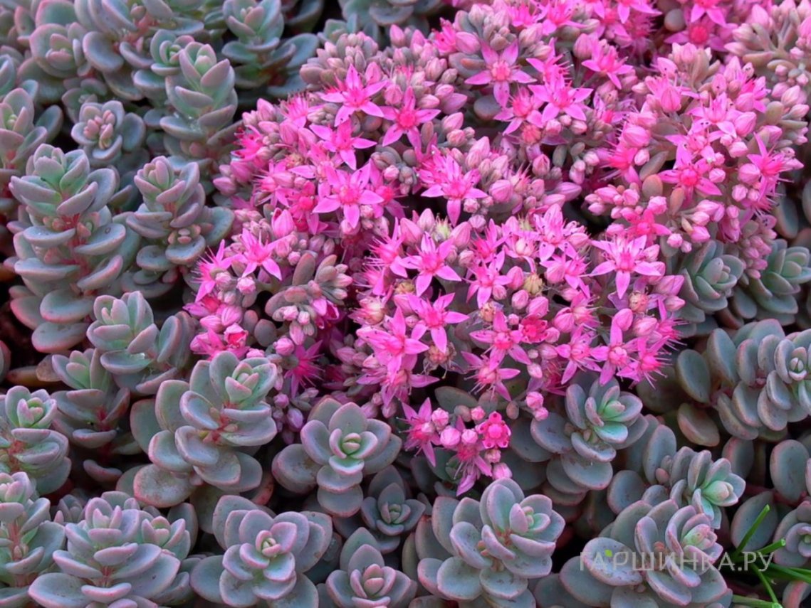Очиток (седум) синий Розентеппич