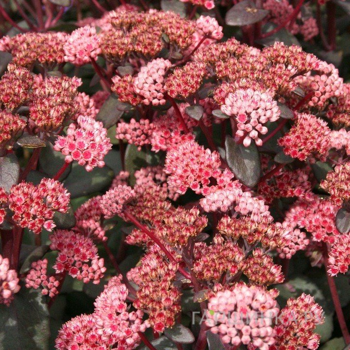 Очиток (седум) Ред Спаркл