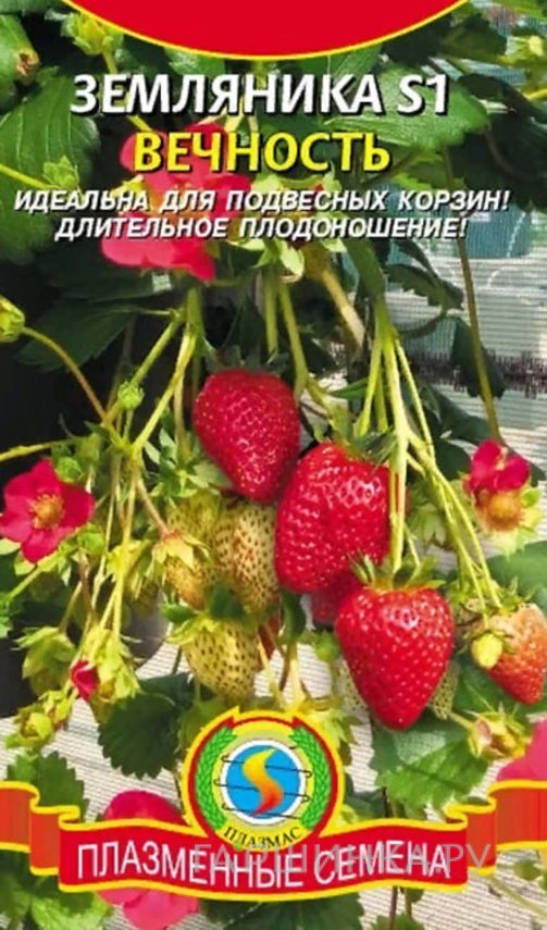 Земляника Вечность S1 10 шт, Плазменные семена