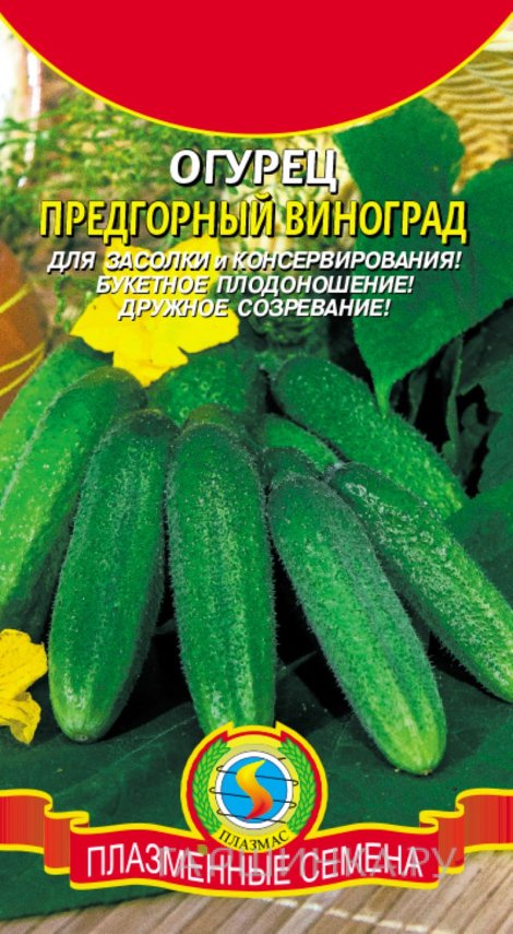 Огурец Предгорный виноград, 12 шт, Плазменные семена