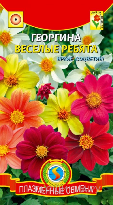 Георгина Веселые ребята 0,15 гр, Плазменные семена