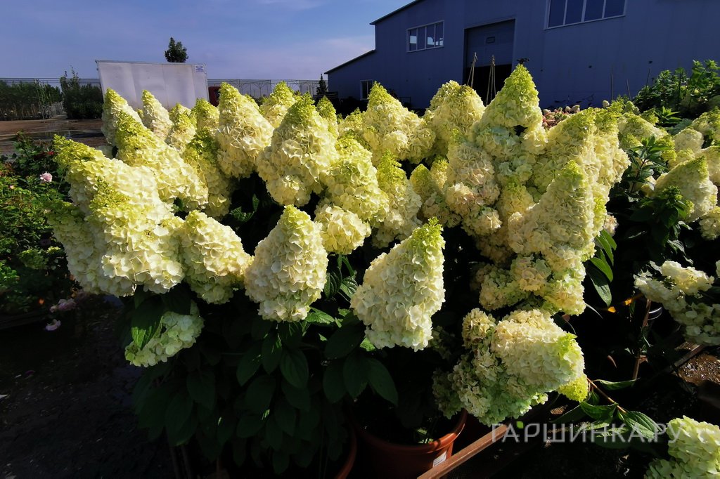Гортензия Мэджикал Килиманджаро метельчатая