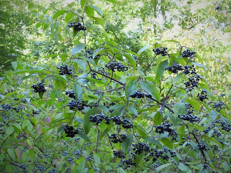 Дерен Блю Клауд душистый