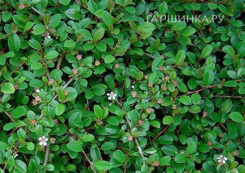 Кизильник Эйхольц укореняющийся