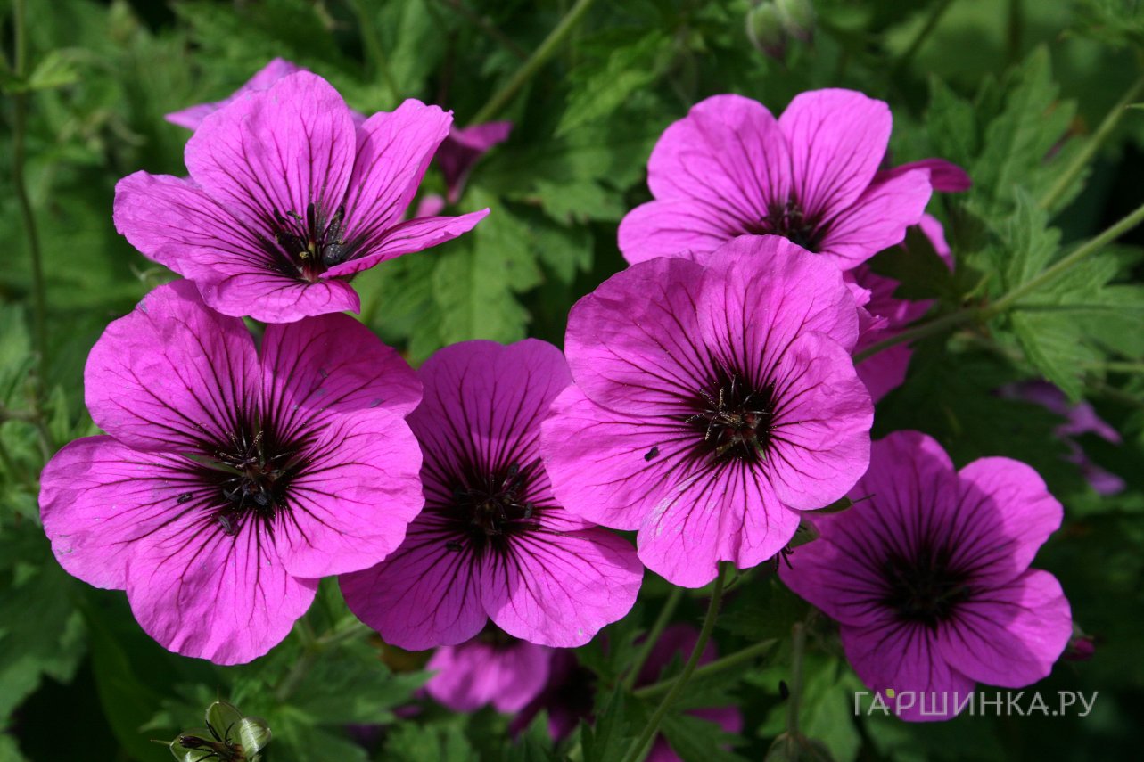 Герань Литл Дэвид