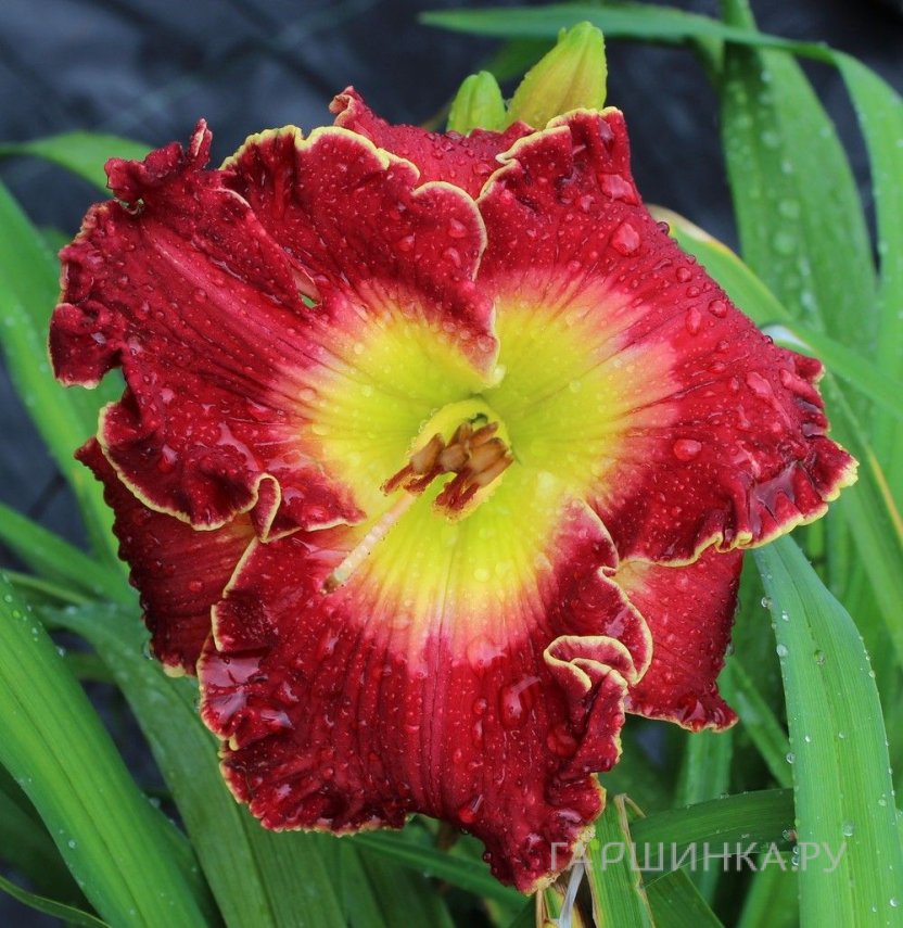 Лилейник Краун Файр