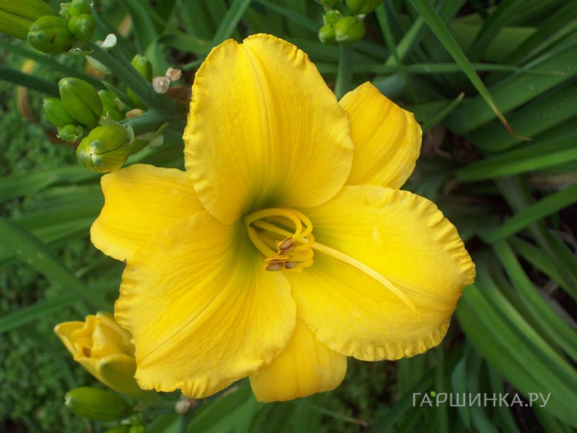 Лилейник Ини Уини