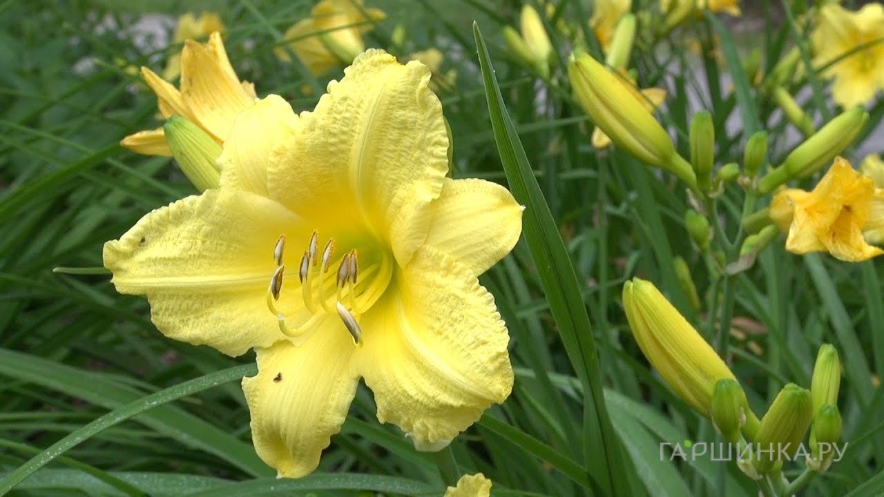 Лилейник Франрант Ретурнс