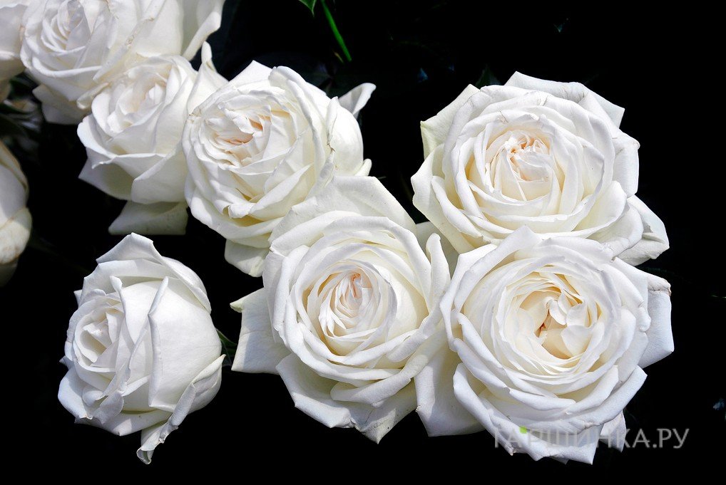 Роза Ломоносов (Пьер Ардити) чайно-гибридная