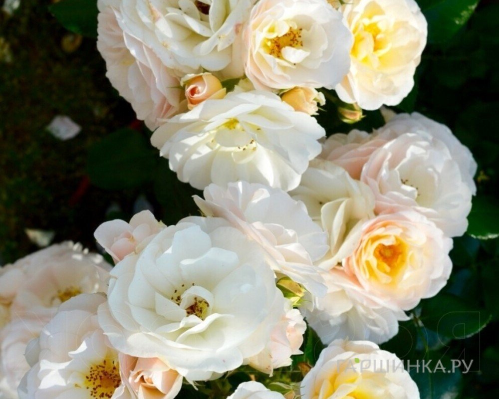 Роза Сириус