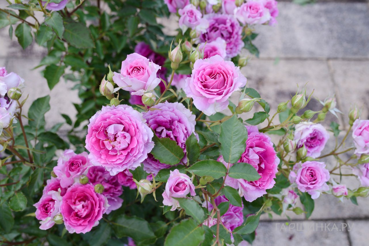 Роза Шахерезада