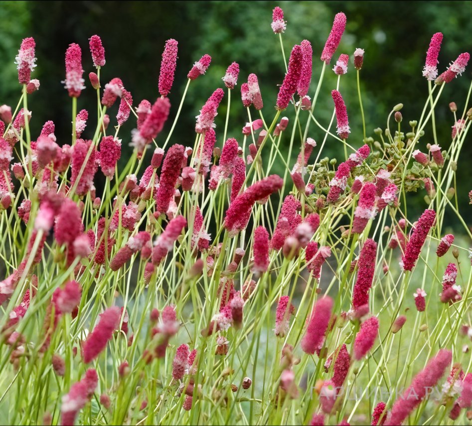 Кровохлебка Пинк Элефант тонколистная