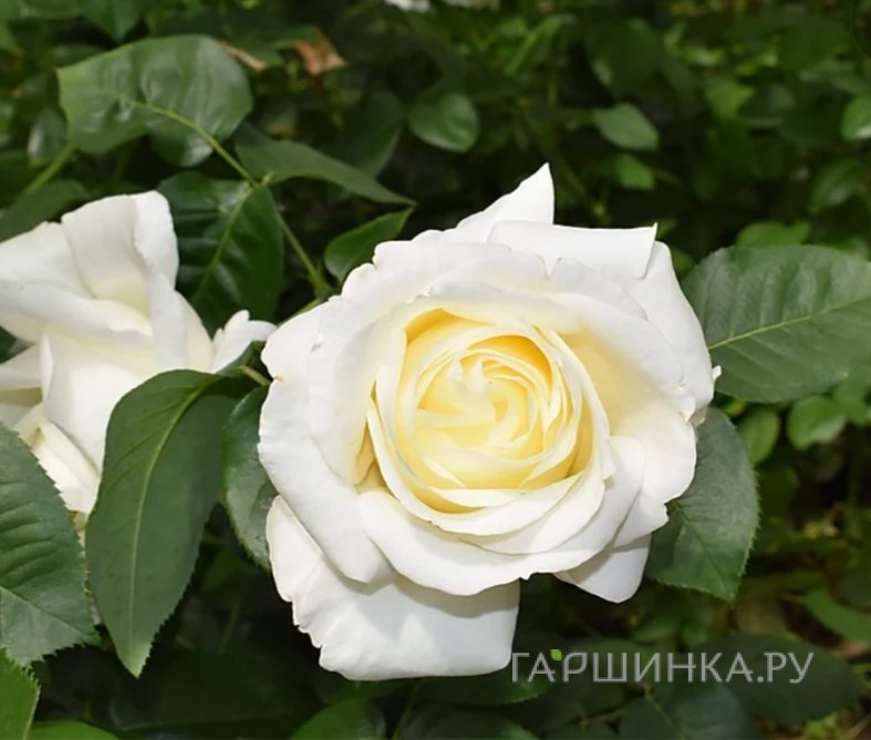 Роза Вайт Шоколад