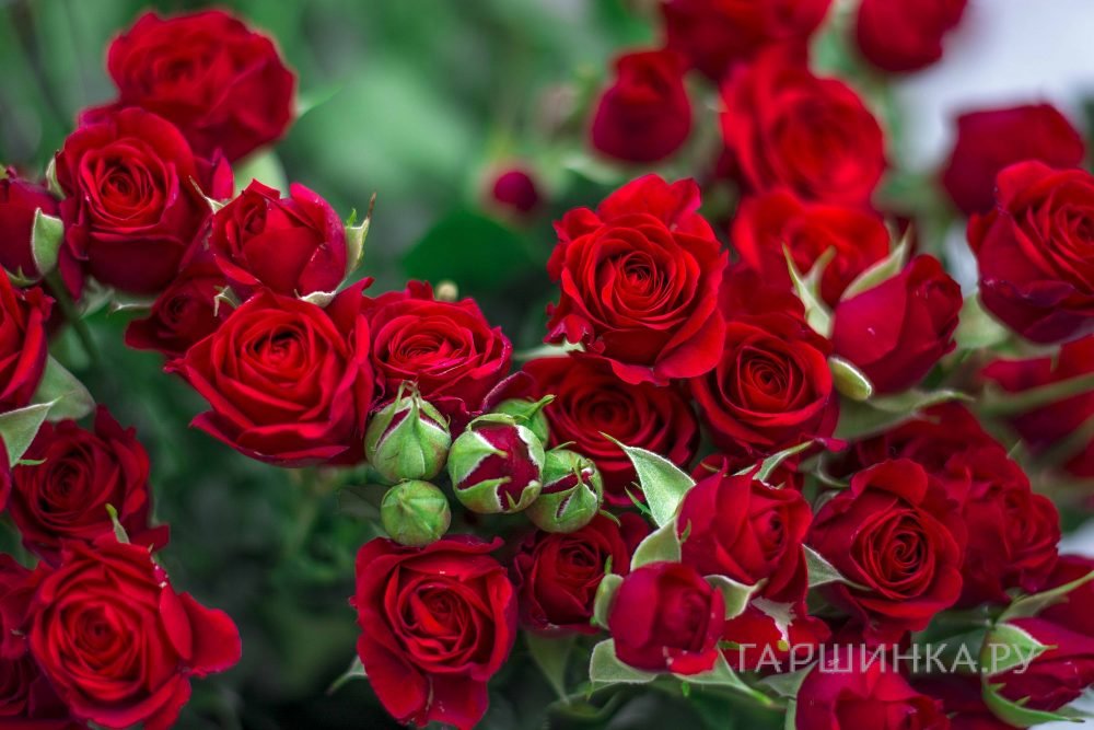 Роза Мирабель спрей