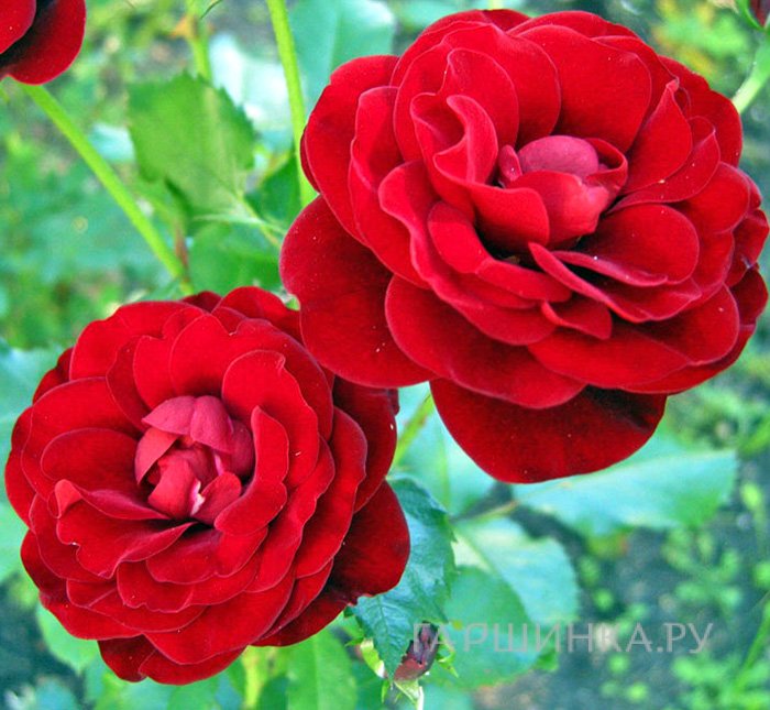 Роза Торнадо