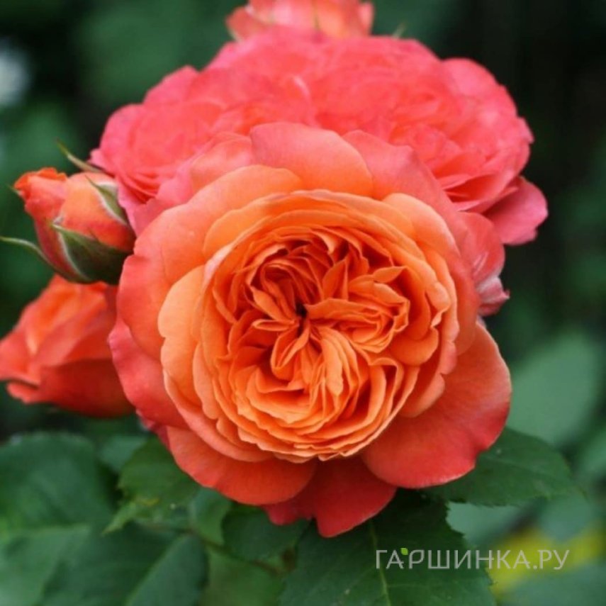 Роза Эмильен Гийо шраб