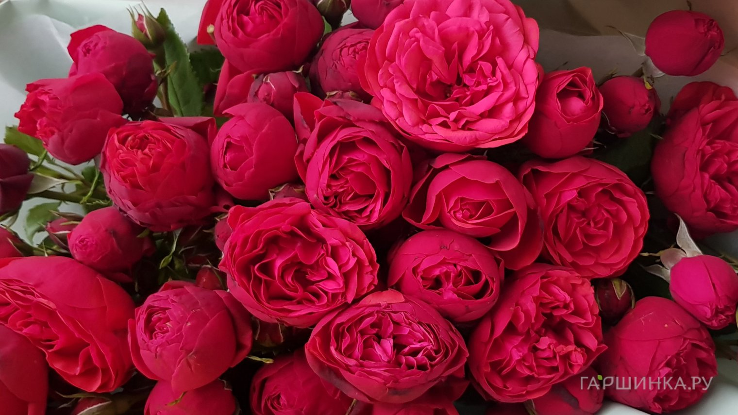 Роза Мариетта чайно-гибридная