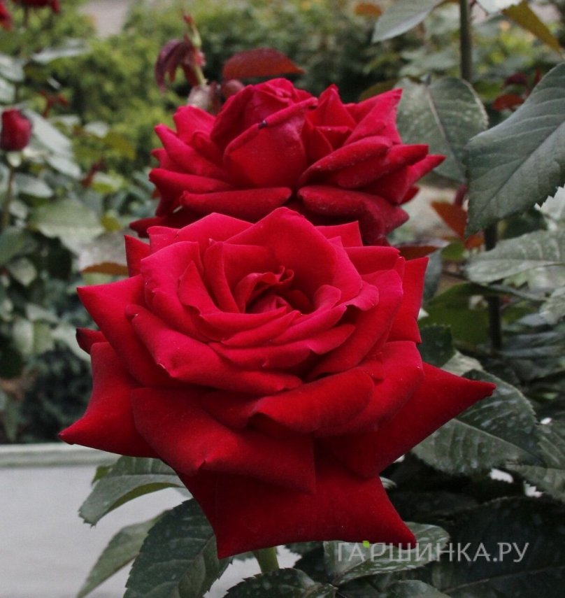 Роза Роял Баккара