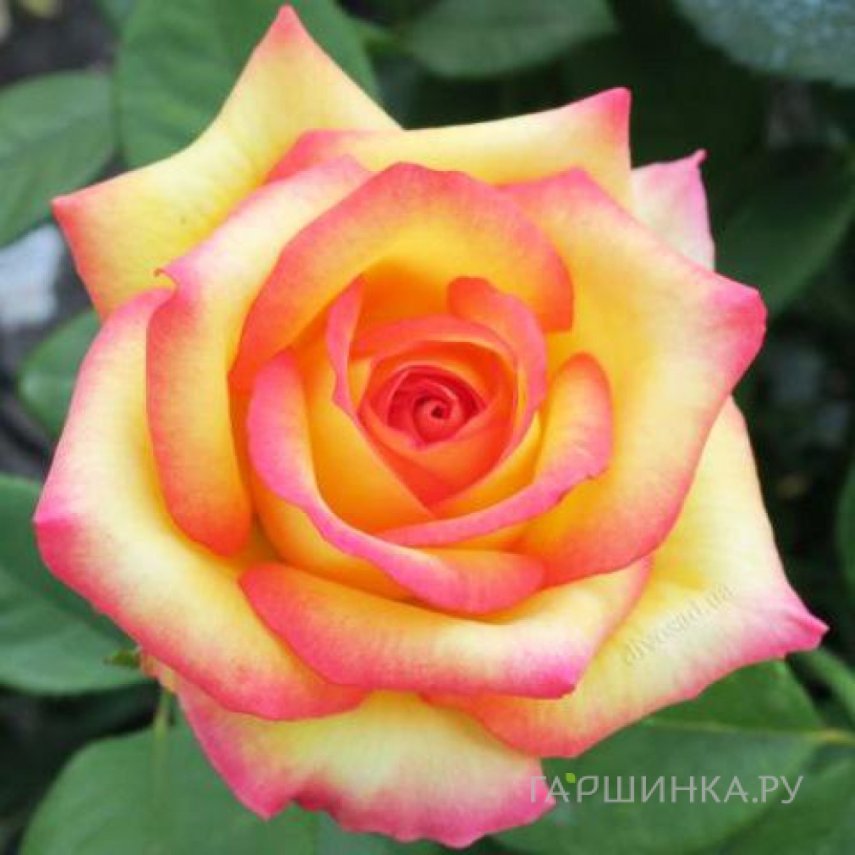 Роза Сальвадор