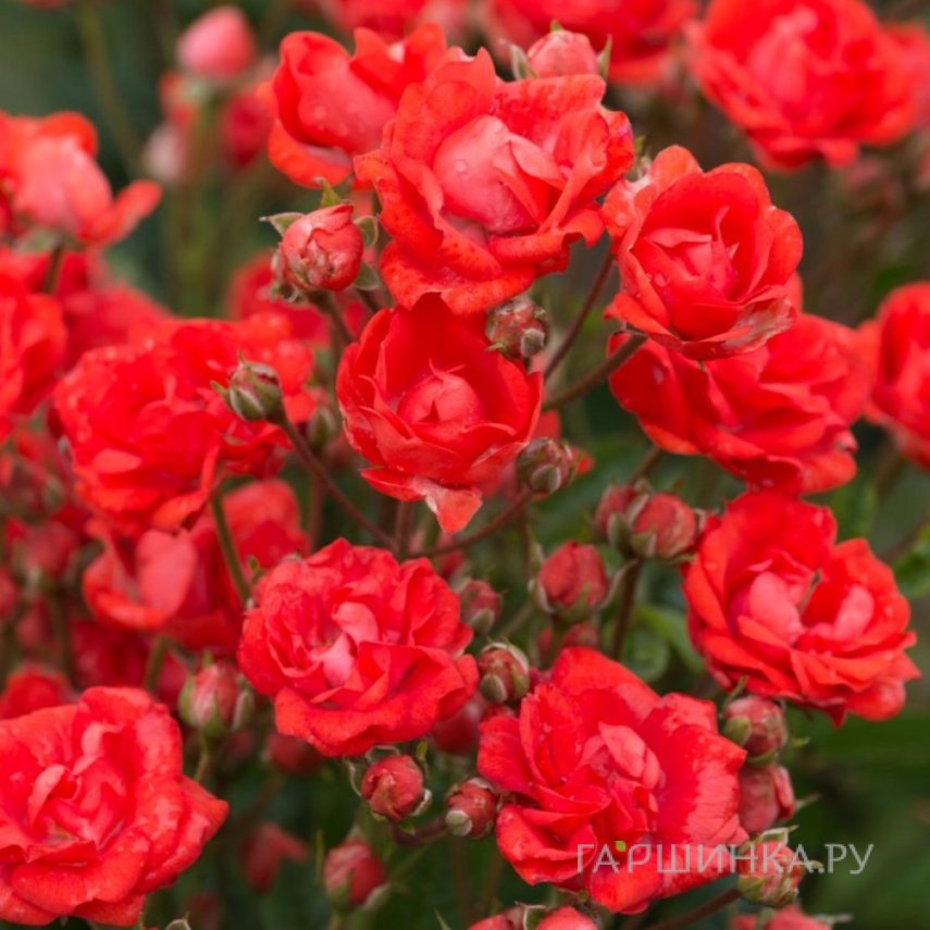 Роза Бэби Баккара