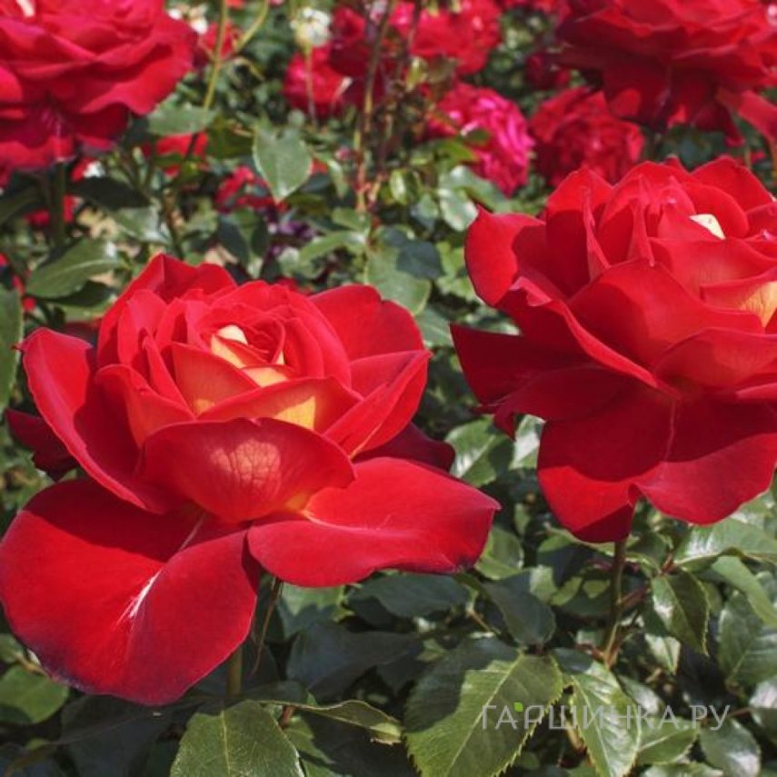 Роза Джипси флорибунда