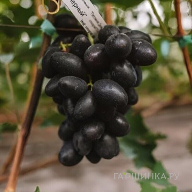 Виноград Первенец (Болгарский) столовый