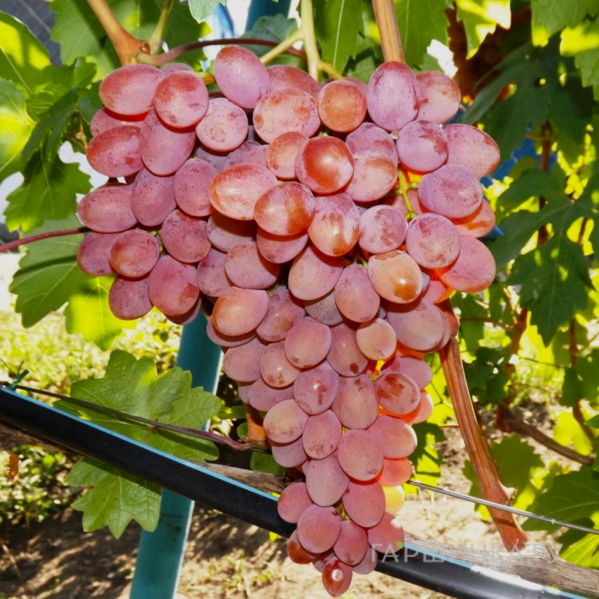 Виноград Румба крупный (очень ранний)