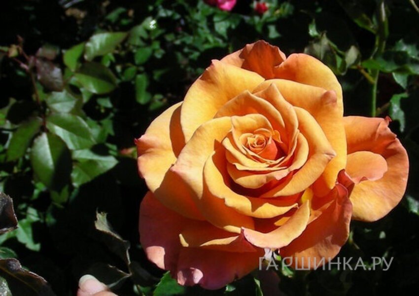 Роза Энн Хендерсон