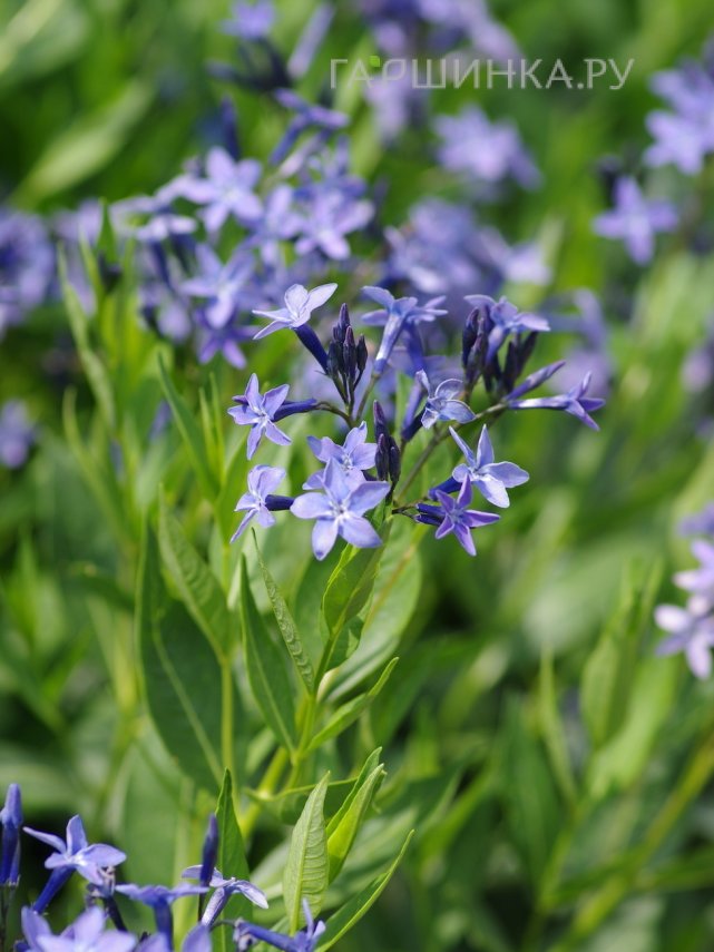 Амсония Блю Айс