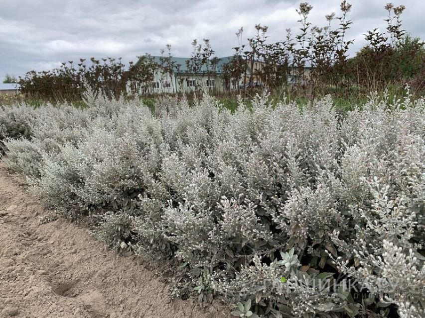 Полынь Пурша