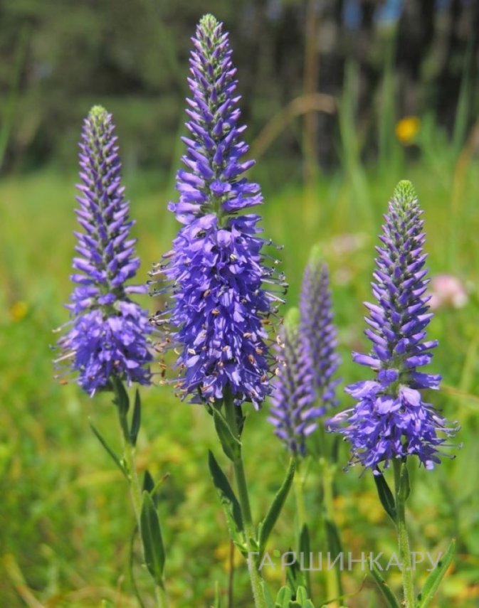 Вероника седая