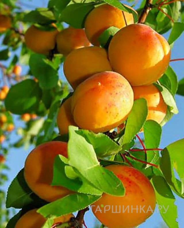 Абрикос Медовый