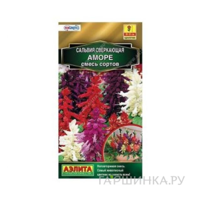 Сальвия сверкающая Аморе, смесь окрасок, ц/п, 7 штук