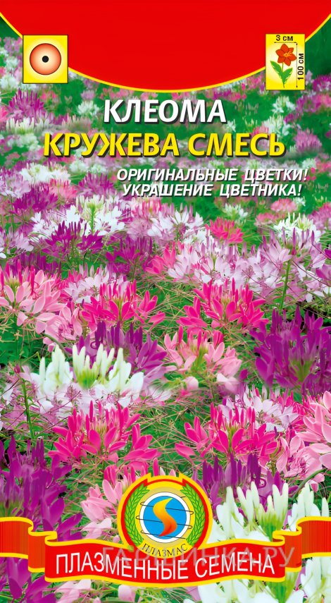 Клеома Кружева 0,2г, Плазменные семена