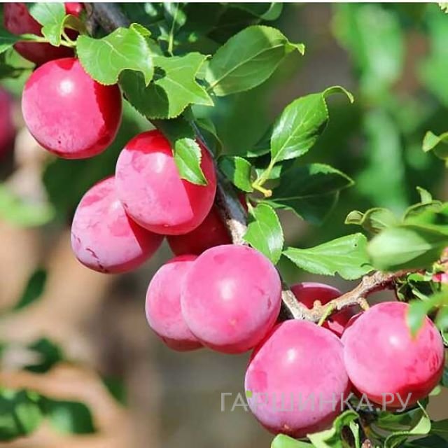 Слива Ксения (китайская)