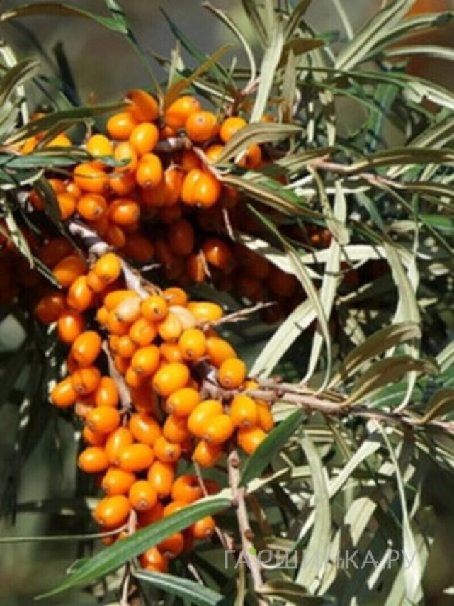 Облепиха Ароматная